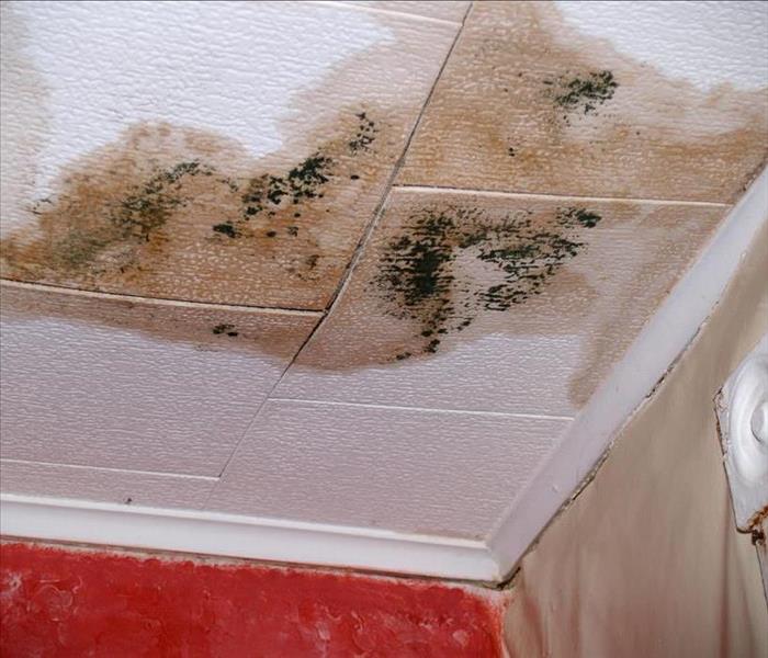 ceiling tile stained with water and mold growth
