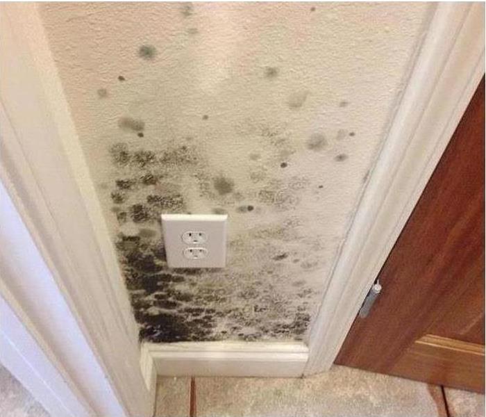 black mold on a wall of a home